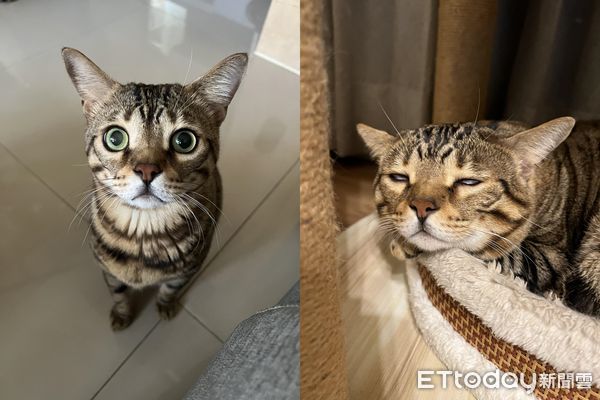 d7371945 ▲放飯時間愛貓卻消失 媽找不到快急哭...「棉被一掀開」被羞辱了。(圖/飼主王小姐提供)