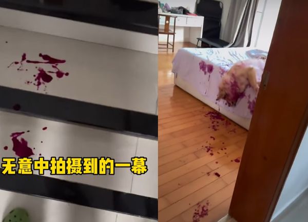 ▲狗狗偷吃火龍果（圖／翻攝自Facebook／爆廢1公社）