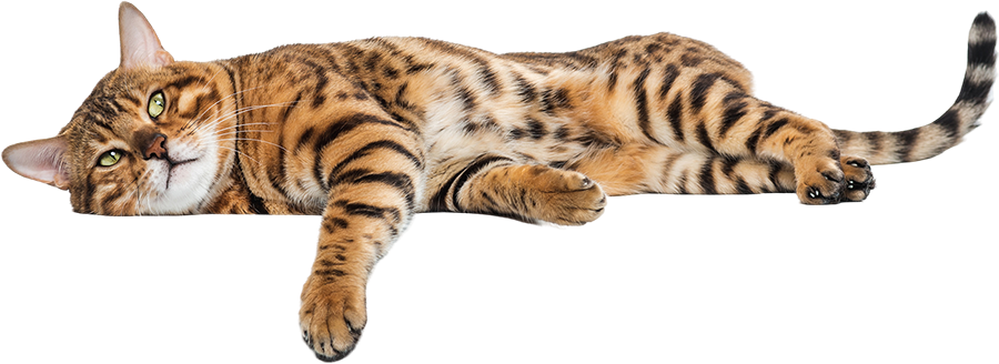 DANNY丹尼寵物網