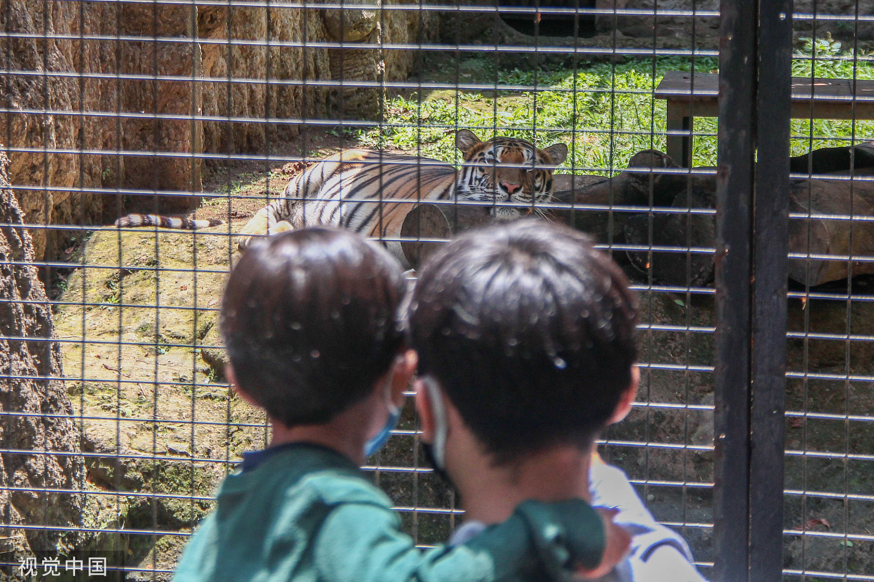 7386621 ▲▼老虎,動物園。(示意圖/CFP)