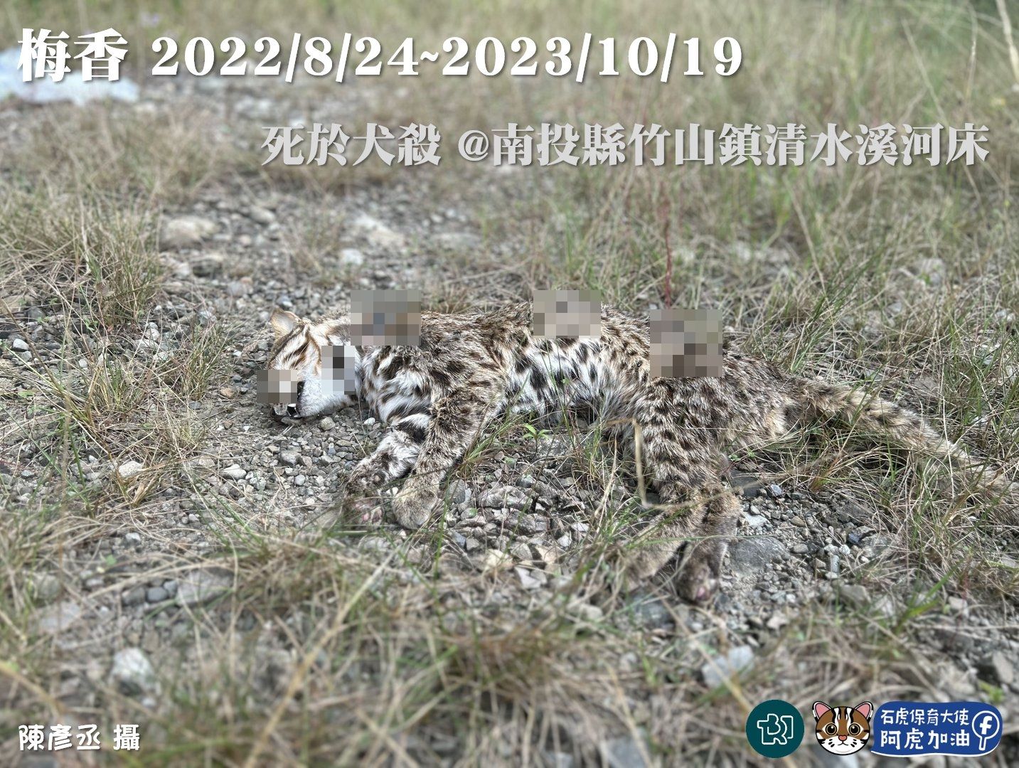 7391480 ▲才野放1個月!石虎發報器傳回「死亡訊號」 明顯穿刺傷陳屍河床。(圖/石虎保育大使 阿虎加油授權提供)