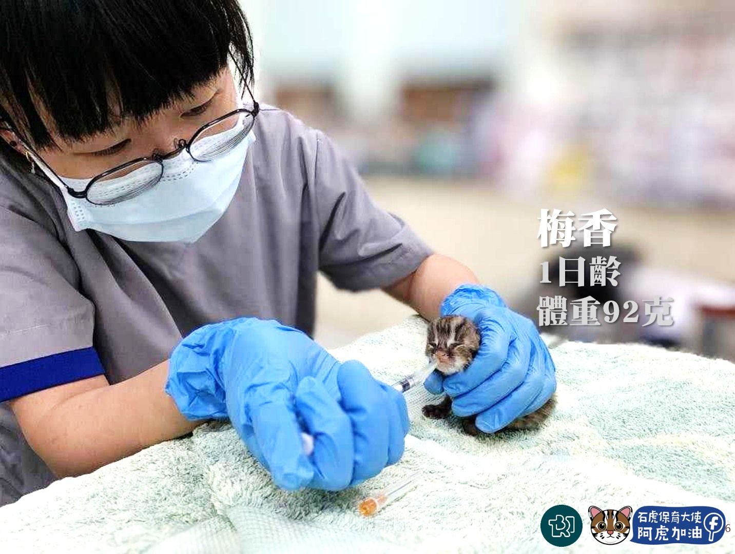 7391481 ▲才野放1個月!石虎發報器傳回「死亡訊號」 明顯穿刺傷陳屍河床。(圖/石虎保育大使 阿虎加油授權提供)