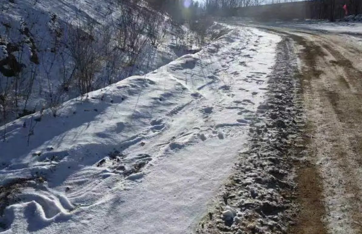 ▲▼ 東北虎,東北豹,東北虎獵殺東北豹。（圖／翻攝自微博、人民日報）