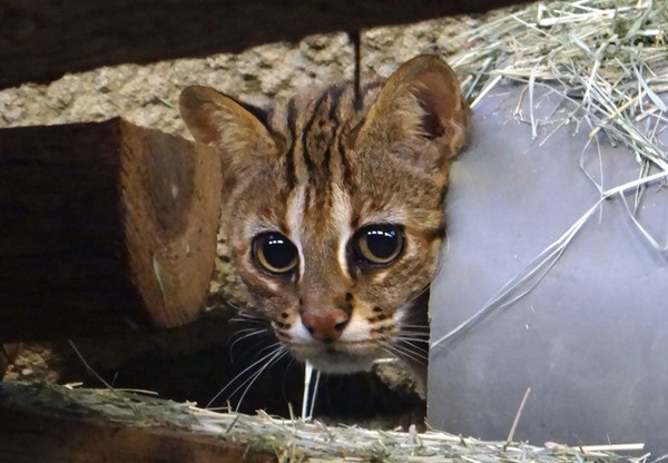 蟾蜍找石虎當靠山，保育員翻白眼。（圖／台北市立動物園提供）