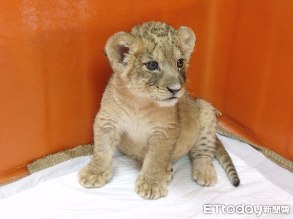▲壽山動物園非洲獅「小巴」於2020年3月12日病逝。（圖／壽山動物園提供）