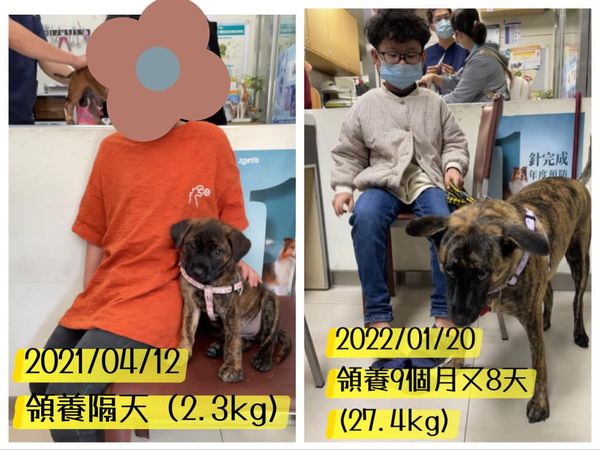 d6157188 ▲▼虎斑米克斯9個月胖24公斤。(圖/有點毛毛的/網友Liao Ssu Tung提供)