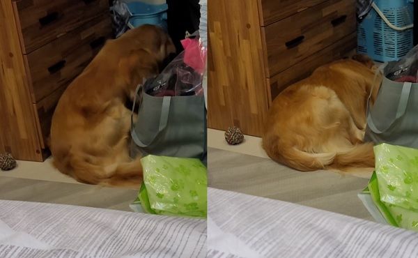 ▲▼一天沒散步！阿金躲角落「面壁賭氣」猛抓地板：為什麼這樣對我。（圖／有點毛毛的/網友黃金傳奇提供）