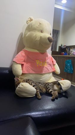 ▲▼豹貓師傅「大法師下腰」修冷氣　秀軟Q筋骨笑翻千人：不會閃到？（圖／有點毛毛的／飼主羅十一提供）