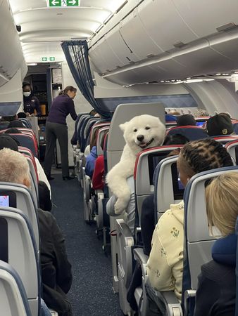 薩摩耶搭飛機。（圖／翻攝自Ｄogspotting／Nikki Mitchell Solomon）