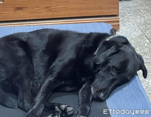 d7021521 ▲領犬員狂叫牠!搜救犬「吹冷氣賴床」懶得去訓練:人家怕曬黑~(圖/粉專「Tyfd-K9桃園搜救犬隊」提供,請勿隨意翻拍,以免侵權。)