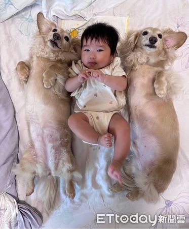 ▲▼愛犬突然異常黏人上廁所跑來等門　媽測兩條線驚艷：牠先知道了。（圖／網友Ca Mi Lla授權提供）