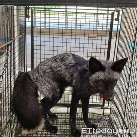 ▲罕見銀狐「脖掛福袋」街頭流浪　待苗栗收容所等主人來接（圖／苗栗縣動物保護防疫所提供，請勿隨意翻拍，以免侵權。）