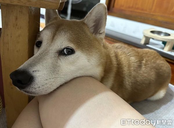 ▲▼柴魚哥哥不小心揮太大力，食物直接飛到泡芙妹妹面前，下秒直接嗑掉。（圖／網友柴犬媽媽提供，請勿隨意翻拍，以免侵權。）