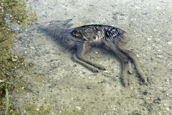 d7352543 ▲▼ 德國一頭小鹿因洪水淹死,攝於2013年。(圖/達志影像/美聯社)