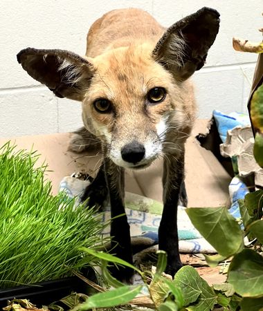 ▲▼受傷的狐狸。（圖／取自Facebook＠Wildlife Rehabilitation Center of Minnesota）