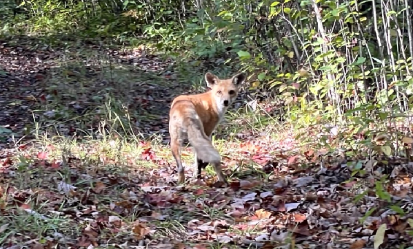 ▲▼受傷的狐狸。（圖／取自Facebook＠Wildlife Rehabilitation Center of Minnesota）