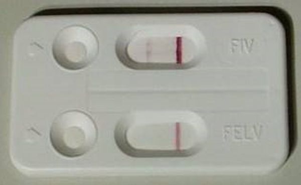 ▲愛滋貓超撒嬌「和正常貓一模一樣」　認養人感觸：慶幸當初的決定。（圖／新北市動保處）