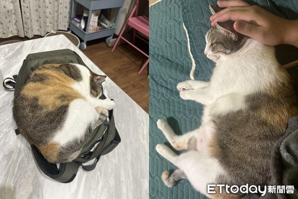▲「室友每天背對我睡覺！」貓奴曬一張孤單床照　網笑噴：對妳膩了。（圖／飼主洪小姐提供）