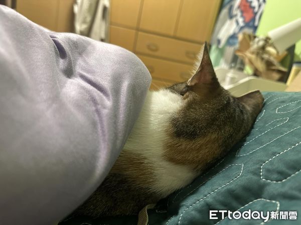 ▲「室友每天背對我睡覺！」貓奴曬一張孤單床照　網笑噴：對妳膩了。（圖／飼主洪小姐提供）