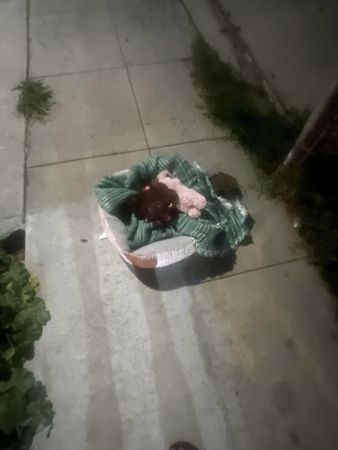 ▲▼被遺棄的瑪爾濟斯。（圖／翻攝自Facebook@Suzette Hall）