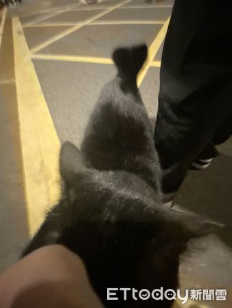 ▲▼路上巧遇肥厚大黑貓！　牠趴下來討摸「回頭遇見親戚」尷尬不說話。（圖／網友羅小姐提供）