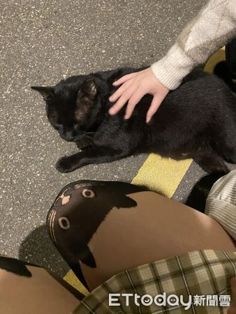 ▲▼路上巧遇肥厚大黑貓！　牠趴下來討摸「回頭遇見親戚」尷尬不說話。（圖／網友羅小姐提供）