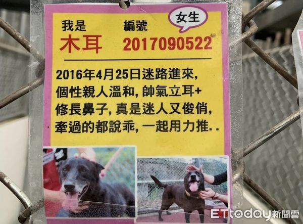 ▲入所7年7個月！板收黑狗等嘸家「滿臉長出白毛」　一個眼神惹心疼。（圖／民眾提供）