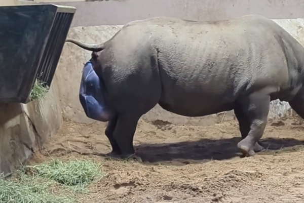 ▲切斯特動物園的犀牛媽媽Zuri生寶寶。（圖／翻攝自Facebook／Chester Zoo）