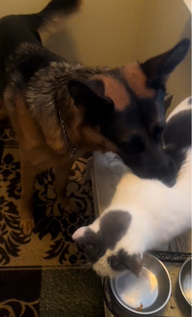 d7374945 ▲▼德國牧羊犬兄弟「Sage」和「Kane」。(圖/翻攝自TikTok@michele_n_durmond)