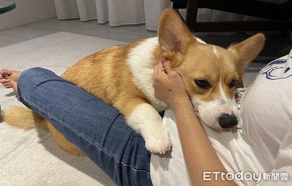 ▲▼兩隻柴犬上演討債喜劇，姊姊兇兇踢一腳：收保護費了。（圖／網友林先生提供，請勿隨意翻拍，以免侵權。）