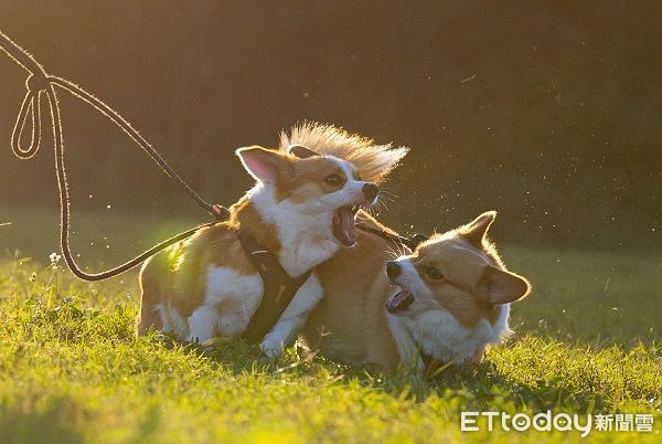 ▲▼兩隻柴犬上演討債喜劇，姊姊兇兇踢一腳：收保護費了。（圖／網友林先生提供，請勿隨意翻拍，以免侵權。）