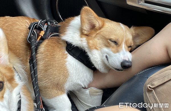 ▲▼兩隻柴犬上演討債喜劇，姊姊兇兇踢一腳：收保護費了。（圖／網友林先生提供，請勿隨意翻拍，以免侵權。）