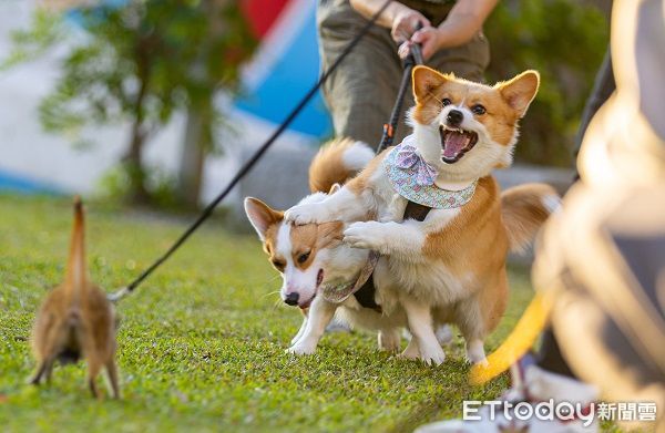 ▲▼兩隻柴犬上演討債喜劇，姊姊兇兇踢一腳：收保護費了。（圖／網友林先生提供，請勿隨意翻拍，以免侵權。）