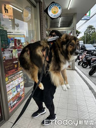 d7375060 ▲從小抱到大!狗4年長胖41kg 神力女超人阿姨「雙手扛起」超輕鬆。(圖/粉專「大熊與FiFi的反差萌日記」提供,請勿隨意翻拍,以免侵權。)