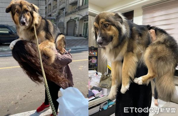 d7375062 ▲從小抱到大!狗4年長胖41kg 神力女超人阿姨「雙手扛起」超輕鬆。(圖/粉專「大熊與FiFi的反差萌日記」提供,請勿隨意翻拍,以免侵權。)