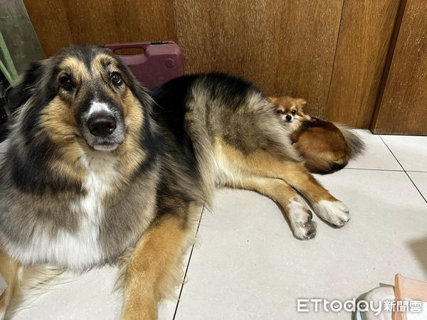 d7375063 ▲從小抱到大!狗4年長胖41kg 神力女超人阿姨「雙手扛起」超輕鬆。(圖/粉專「大熊與FiFi的反差萌日記」提供,請勿隨意翻拍,以免侵權。)