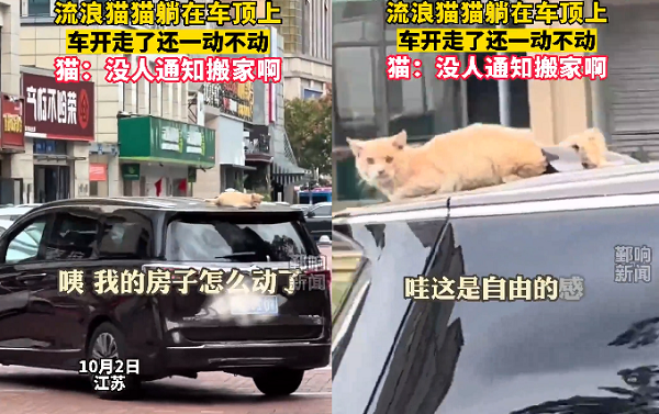 ▲▼貓咪發呆到一半突被載走，牠一臉錯愕，「沒人通知搬家阿」。（圖／翻攝自微博／諞在西安）