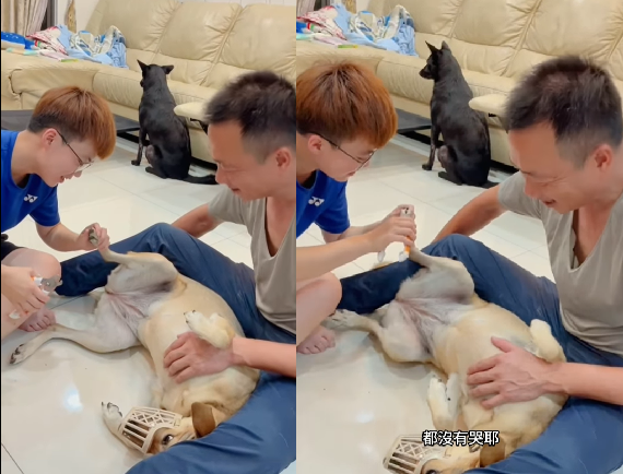 d7375400 ▲▼黃色米克斯犬「阿邁」和黑狗「小嘿」。(圖/Facebook粉專「我家阿邁」提供)