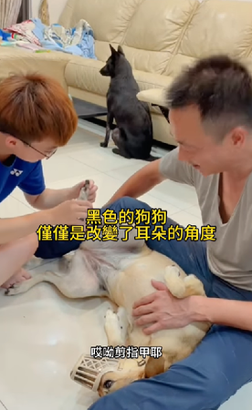 d7375401 ▲▼黃色米克斯犬「阿邁」和黑狗「小嘿」。(圖/Facebook粉專「我家阿邁」提供)