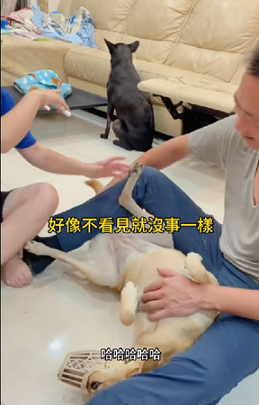 d7375402 ▲▼黃色米克斯犬「阿邁」和黑狗「小嘿」。(圖/Facebook粉專「我家阿邁」提供)