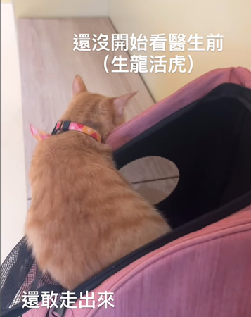 ▲▼橘貓「米漿」。（圖／翻攝自IG帳號@mijiang.1113）