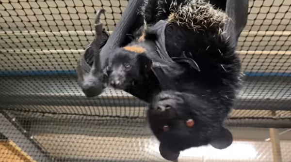 ▲Northumberland Zoo的林斯頓果蝠生寶寶。（圖／翻攝自Facebook／Northumberland Zoo）