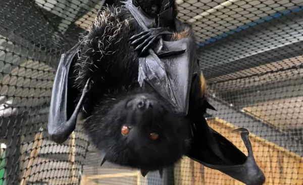 ▲Northumberland Zoo的林斯頓果蝠生寶寶。（圖／翻攝自Facebook／Northumberland Zoo）