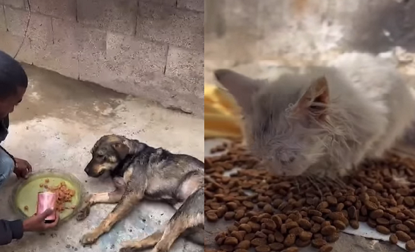 ▲▼動保人士呼籲大眾關注流浪動物挨餓問題。（圖／翻攝自Instagram／sulalaanimalrescue）