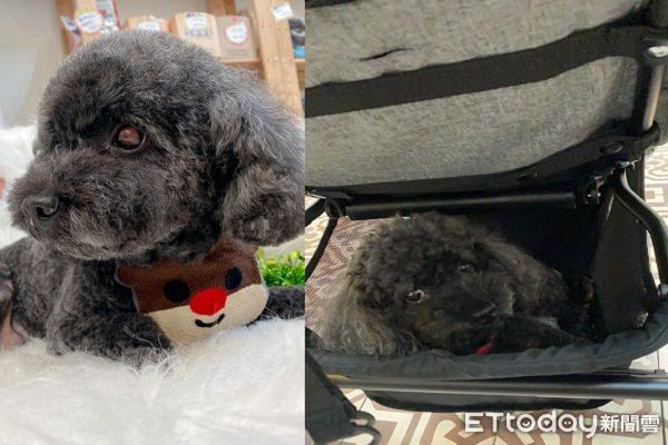 d7376360 ▲▼露比和飼主感情十分要好。(圖/網友周小姐提供,請勿隨意翻拍,以免侵權。)