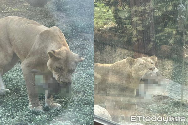 ▲壽山母獅咬住小獼猴「整隻吞下肚」　遊客嚇壞：猴媽要救也來不及。（圖／遊客劉小姐授權提供）