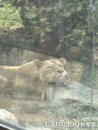 ▲壽山母獅咬住小獼猴「整隻吞下肚」　遊客嚇壞：猴媽要救也來不及。（圖／遊客劉小姐授權提供）