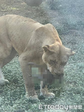▲壽山母獅咬住小獼猴「整隻吞下肚」　遊客嚇壞：猴媽要救也來不及。（圖／遊客劉小姐授權提供）