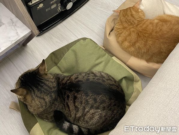 ▲為了胖貓加買L號喵床　「屁股肉流滿地」畫面看傻媽：怎怪怪的？（圖／飼主王小姐提供）