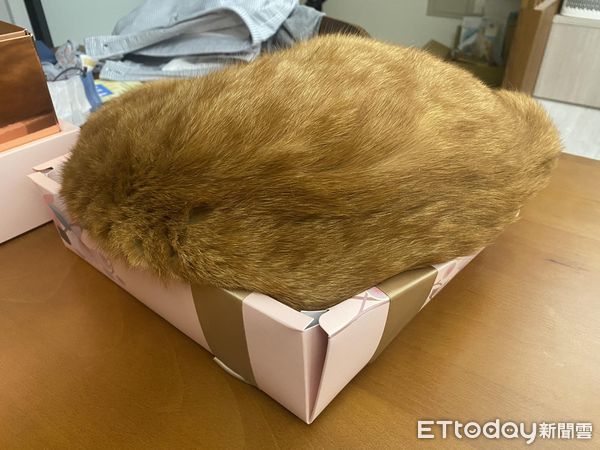 ▲為了胖貓加買L號喵床　「屁股肉流滿地」畫面看傻媽：怎怪怪的？（圖／飼主王小姐提供）